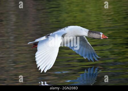 Hausgans (Anser anser domesticus) leben im wilden Fliegen in der Stadt Buenos Aires Stockfoto