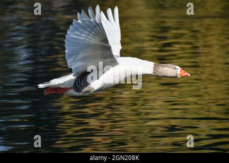 Hausgans (Anser anser domesticus) leben im wilden Fliegen in der Stadt Buenos Aires Stockfoto