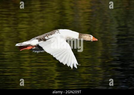 Hausgans (Anser anser domesticus) leben im wilden Fliegen in der Stadt Buenos Aires Stockfoto