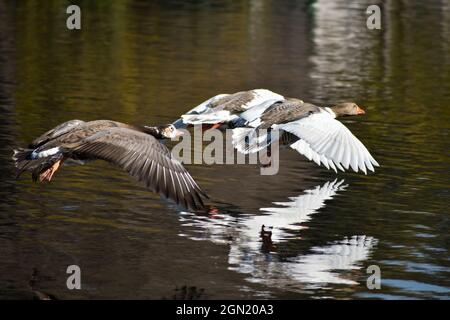 Hausgans (Anser anser domesticus) leben im wilden Fliegen in der Stadt Buenos Aires Stockfoto