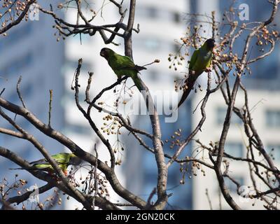 Gruppe von Nanday-Sittich (Aratinga nenday), auch bekannt als Schwarzhaubensittich, gesehen in einem Park in Buenos Aires, Argentinien Stockfoto