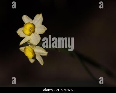 Nahaufnahme der blühenden gelben Daffodil-Blüten vor dem verschwommenen Hintergrund Stockfoto