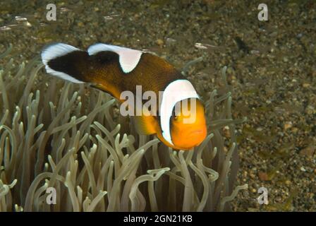 Seeteufel (Amphiprion polymnus), auf dem Wirtsledrigen Seeanemon (sebae anemone). Anilao, Manila, Philippinen Stockfoto