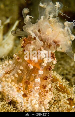 Tuberkulierte Nachtanemone (Alicia sansibarensis), eine nachtaktive Anemone mit einer langen Rohrsäule, auf deren Oberfläche sich beerenartige Vesikel befinden, die es können Stockfoto