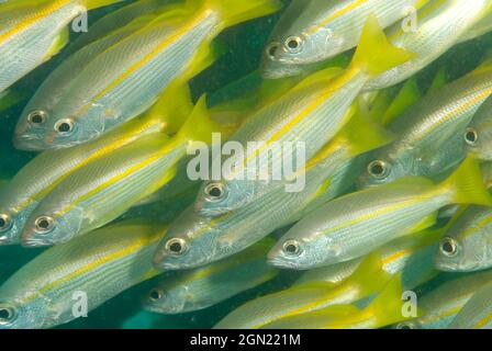 Bigeye Schnapper (Lutjanus lutjanus), die in der Regel in großen Schulen gesehen, bis in eine Tiefe von mindestens 90 m. Kann bis zu 30 cm lang sein. Anilao, Manila, Philippinen Stockfoto