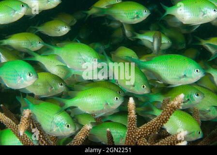 Blaugrüne Damegoist (Chromis viridis), bildet eine große Schule über Korallendickichten. Anilao, Manila, Philippinen Stockfoto