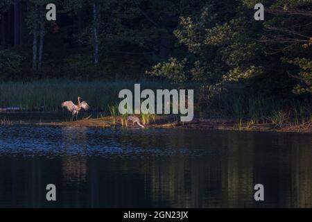 Sandhill Kräne im Norden von Wisconsin. Stockfoto