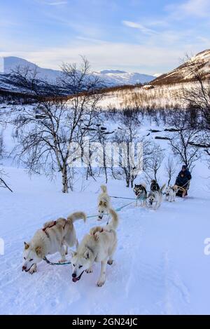 Hundeschlittentour in der Nähe von Indset, Björn Klauer &#39;s Husky Farm, Bardufoss, Norwegen Stockfoto