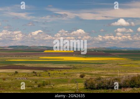 Rapsfelder in der Nähe von Grangeville, Idaho Stockfoto