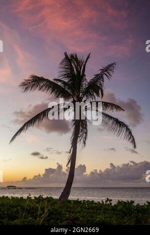 Palmen bei Sonnenuntergang, Asan Bay, Guam Stockfoto