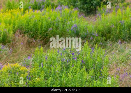 Wildblumenfeld, Margaree, Nova Scotia, Kanada Stockfoto