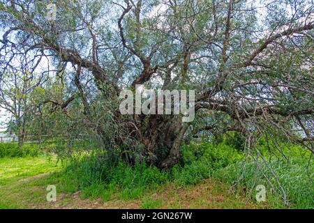 Knarriger alter Pfefferbaum, Schinus molle. Stockfoto