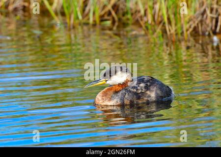 Eine Rothalsgreihe, „Podiceps grisegena“, schwimmt in ruhigen Gewässern eines ländlichen Biberteiches in der Nähe von Hinton Alberta, Kanada. Stockfoto