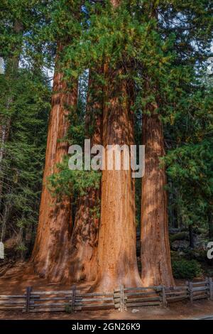 Gruppe riesiger Mammutbäume, Sequoia National Park, Kalifornien Stockfoto