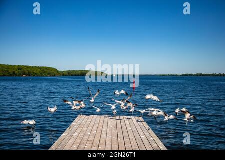 Möwen fliegen vom Anleger Westport Marina am Big Rideau Lake, Westport, Ontario, Kanada, Nordamerika Stockfoto