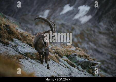 Steinbock in den schweizer Bergen, schweiz, Berge, wild, Steinbock, Stockfoto