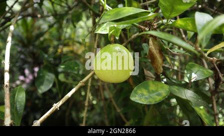 Nahaufnahme einer reifen Frucht der gelben Passionsfrucht-Sorte, die an der auf dem Zitronenbaum kletternden Passionsfrucht-Rebe hängt Stockfoto