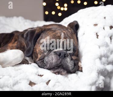 Boxerhund schläft auf dem Sofa mit weißer flauschiger Decke. Nahaufnahme eines erwachsenen Boxers mit brindliger Färbung mit schwarzer Schnauze. Mittlere bis kurze ha Stockfoto