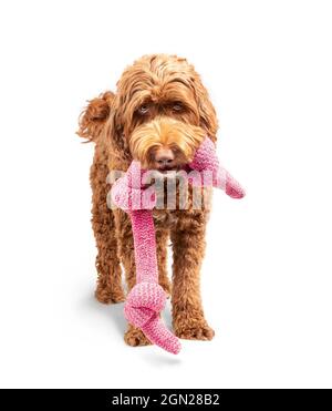 Hund mit Seilspielzeug im Mund. Die niedliche weibliche Labradoodle-Hündin steht mit einem großen geknüpften Kauspielzeug, das baumelt und spielerisch zum Ausdruck kommt, während sie auf die Kamera schaut Stockfoto