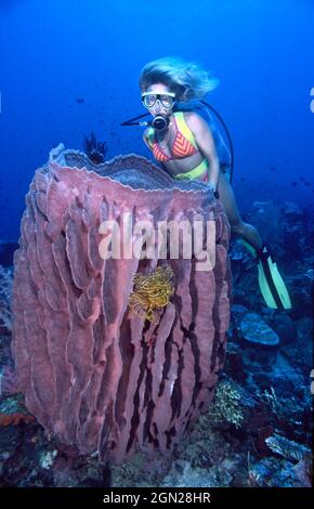 Barrel Schwamm (Xestospongia testudinaria), einer der größten Schwämme auf Korallenriffen, und Taucher. Nicht auf morphologischer Basis zu unterscheiden, Stockfoto