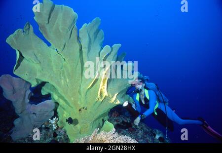 Elefantenohrschwamm (Ianthella basta) und Taucher. Walindi Plantation Resort, Kimbe Bay, Neubritannien, Papua-Neuguinea Stockfoto