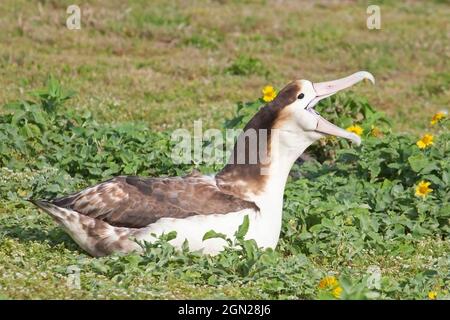 Jugendlicher KurzschwanzenAlbatros mit weit geöffnetem Schnabel, der auf einer nordpazifischen Insel aufruft. Phoebastria albatrus Stockfoto