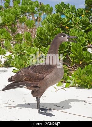 Schwarzfuß-Albatross an Land, während der Balz stimmend. Phoebastria nigripes Stockfoto