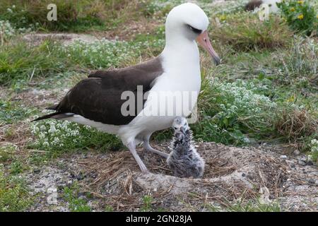 Kleines Küken von Baysan Albatross in einem Nest, das aus Sand, Kies und Vegetation gebaut wurde und von unterhalb des Elternvogels aufspähend. Phoebastria immutabilis Stockfoto