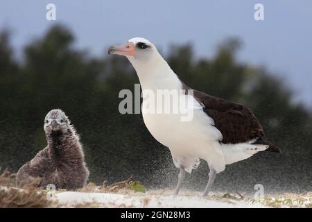 Das Küken und der Elternvogel von Baysan Albatross, die sich während eines starken Windsturms an einem Strand im Nordpazifik gegen wehenden Sand versteifungen Stockfoto