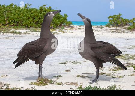 Die Balzvorführung der Schwarzfußalbatros-Paare im Battle of Midway National Memorial. Verwitterter Asphalt ist der Überrest der alten Start- und Landebahn des Zweiten Weltkriegs. Stockfoto