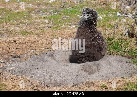 Laysan Albatross Küken stehen im Nest aus Sand im Midway National Wildlife Refuge. Phoebastria immutabilis Stockfoto