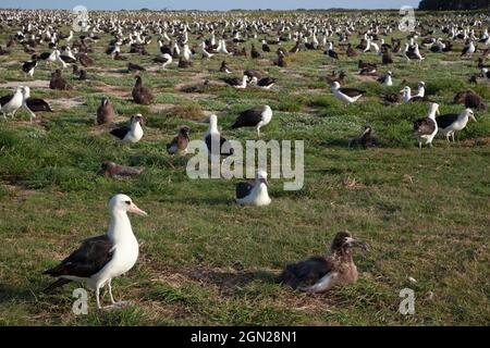 Auf dem Midway-Atoll im Papahanaumokuakea Marine National Monument befindet sich die Kolonie von Baysan Albatross mit Hunderten von erwachsenen Vögeln und Küken. Phoebastria immutabilis Stockfoto