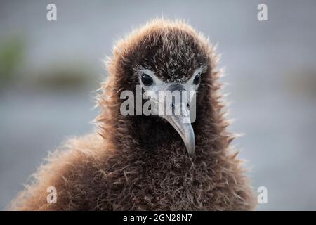 Das Küken von Llaysan Albatross, Kopf aus der Nähe, mit Hintergrundbeleuchtung, im Papahanaumokuakea Marine National Monument Stockfoto