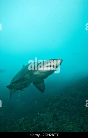 Grauer Ammenhai (Carcharias taurus), der durch eine felsige Schlucht fährt. Obwohl sie furchterregend erscheinen, sind sie im Allgemeinen harmlos und zugänglich. In Australien Stockfoto