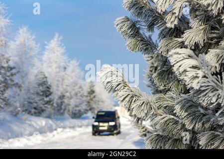 Kiefern- oder Zedernzweige, die mit Frost vor dem Hintergrund eines in der Ferne stehenden Autos und viel Schnee bedeckt sind Stockfoto