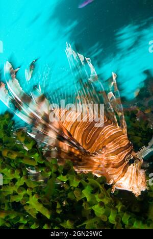 Rotlionfisch (Pterois volitans), Loloata Island Resort, vor Port Moresby, Papua-Neuguinea