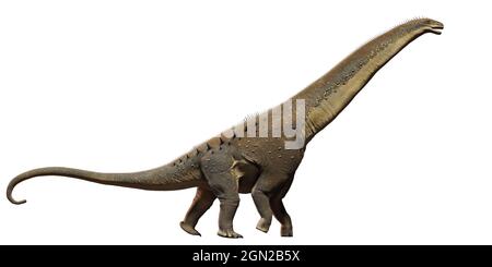 Titanosaurus, Dinosaurier aus der späten Kreidezeit isoliert auf weißem Hintergrund, 3d-Wissenschaft rendern Stockfoto