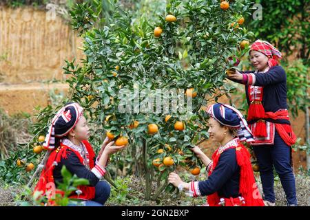 Obstgarten in der Provinz Ha Giang Nordvietnam Stockfoto