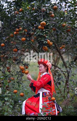 Obstgarten in der Provinz Ha Giang Nordvietnam Stockfoto