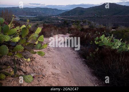 Laguna Beach, Kalifornien, USA. Oktober 2019. Kaktus auf dem Wanderweg in Laguna Coast Wilderness in der Nähe des nix Nature Center. (Bild: © Ruaridh Stewart/ZUMA Press Wire) Stockfoto