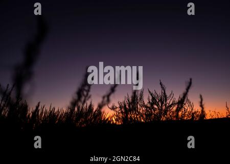 Laguna Beach, Kalifornien, USA. Oktober 2019. Wildes Gras in Silhouette bei einem orangefarbenen Sonnenuntergang in Laguna Coast Wilderness. (Bild: © Ruaridh Stewart/ZUMA Press Wire) Stockfoto