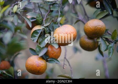 Obstgarten in der Provinz Ha Giang Nordvietnam Stockfoto