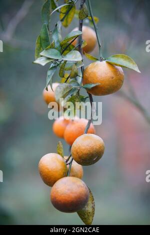 Obstgarten in der Provinz Ha Giang Nordvietnam Stockfoto