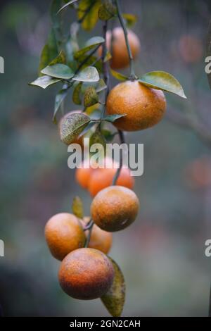 Obstgarten in der Provinz Ha Giang Nordvietnam Stockfoto