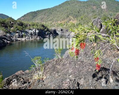 Karmesinrote Bodenbürste (Melaleuca citrinus), in the Gorge, Upper Clarence River. Northern New South Wales, Australien Stockfoto