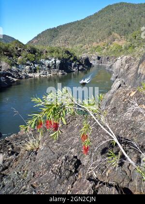 Karmesinrote Bodenbürste (Melaleuca citrinus), in the Gorge, Upper Clarence River. Northern New South Wales, Australien Stockfoto