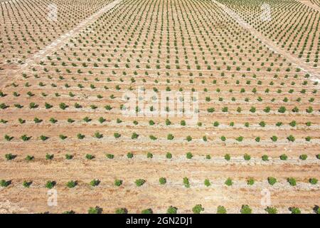 Reihen junger Avocado-Pflanzen, Luftansicht. Stockfoto