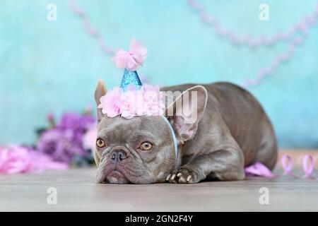 Französische Bulldog mit Geburtstags-Hut, der vor blauem Hintergrund mit Papierstreamern und Blumen liegt Stockfoto