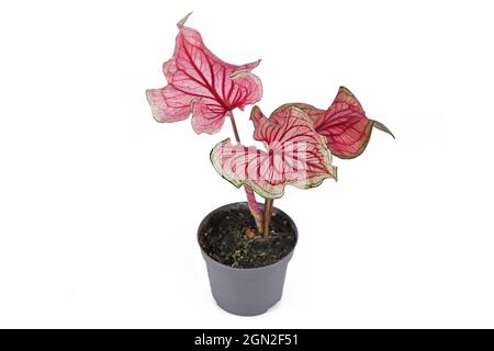 Rosarote exotische 'Caladium Florida Sweetheart' Pflanze in Blumentopf isoliert auf weißem Hintergrund Stockfoto