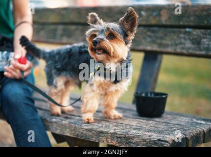 Porträt des niedlichen kleinen Yorkshire Terrier, der auf einer Bank steht Stockfoto